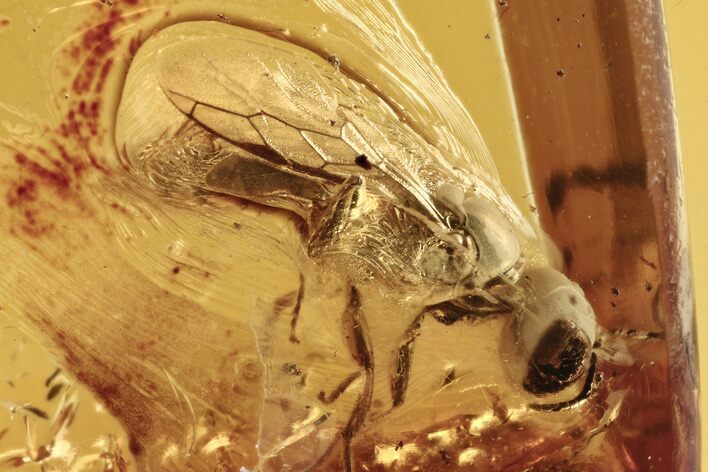 Fossil Digger Wasp (Crabronidae) In Baltic Amber #273293